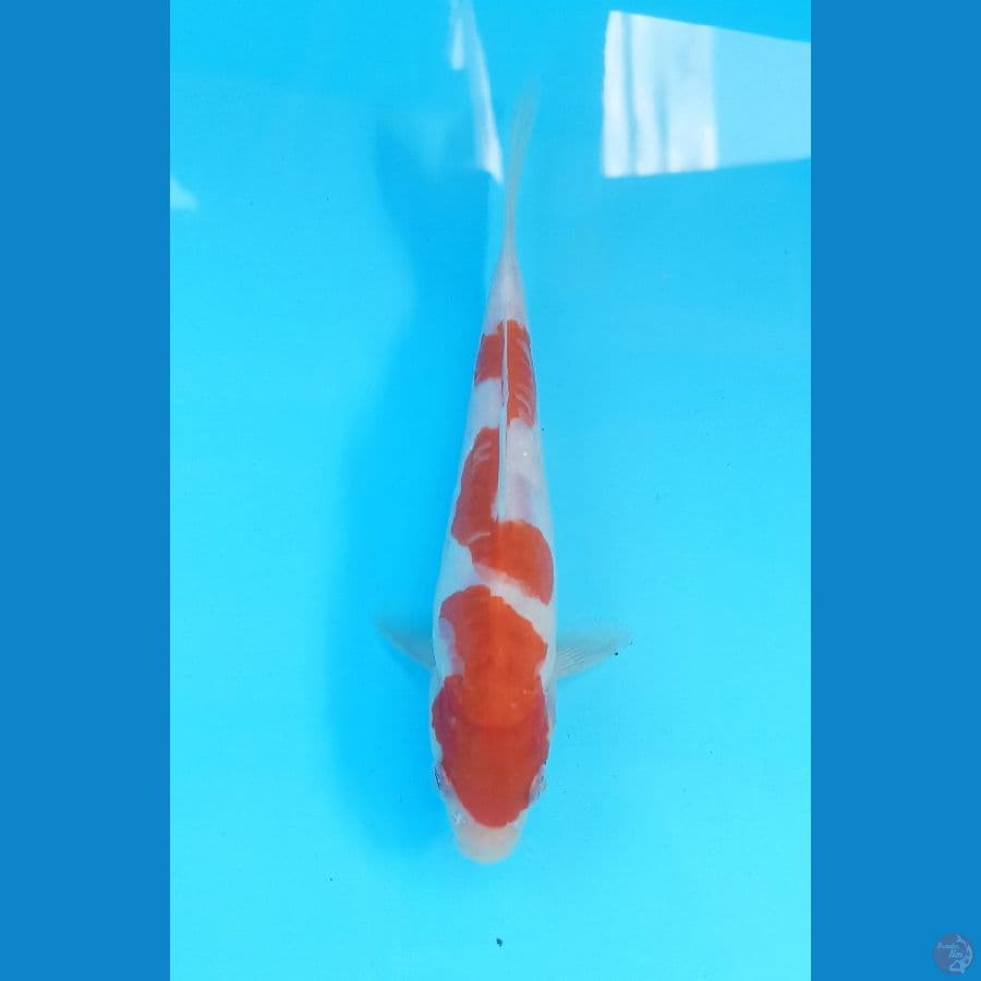 Kohaku 17cm