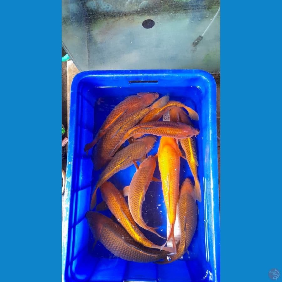 11 ekor 33-40cm Line Khusnul