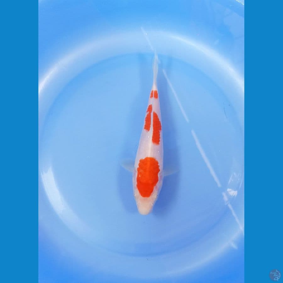 Kohaku 18cm