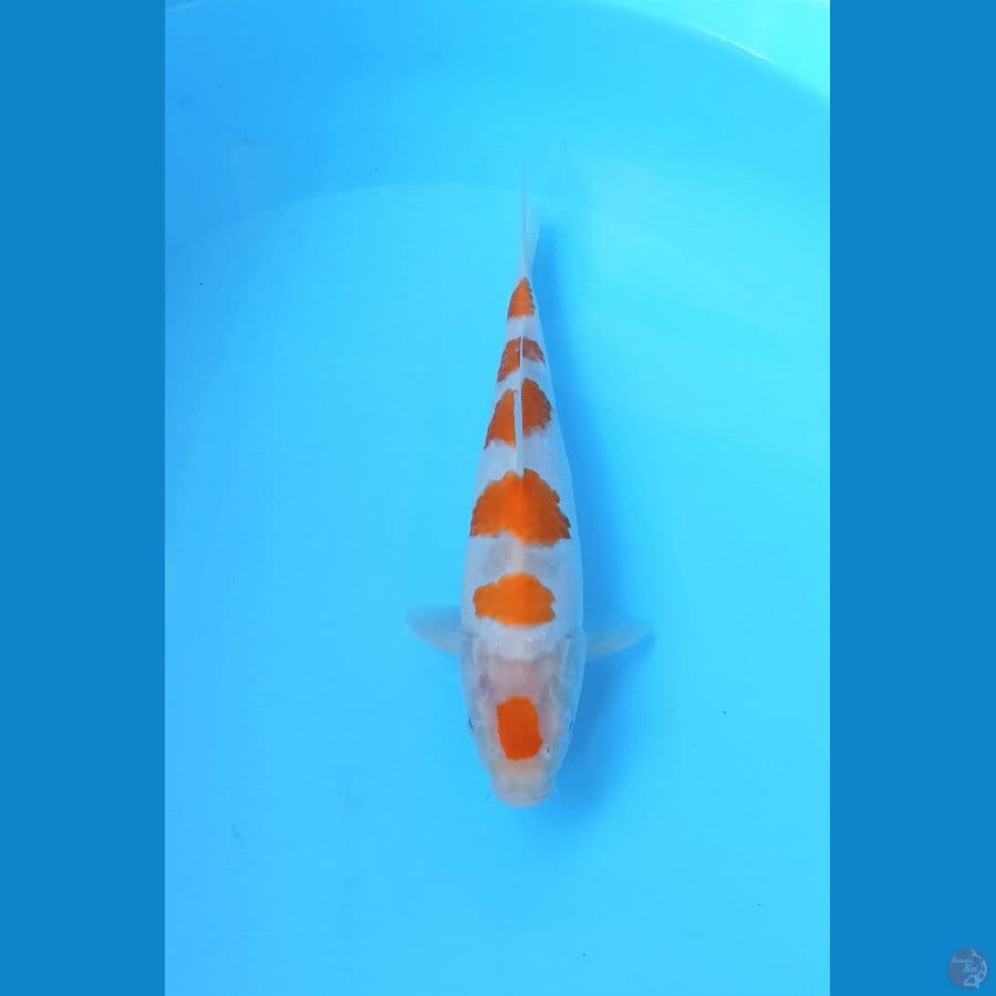 Kohaku 25cm