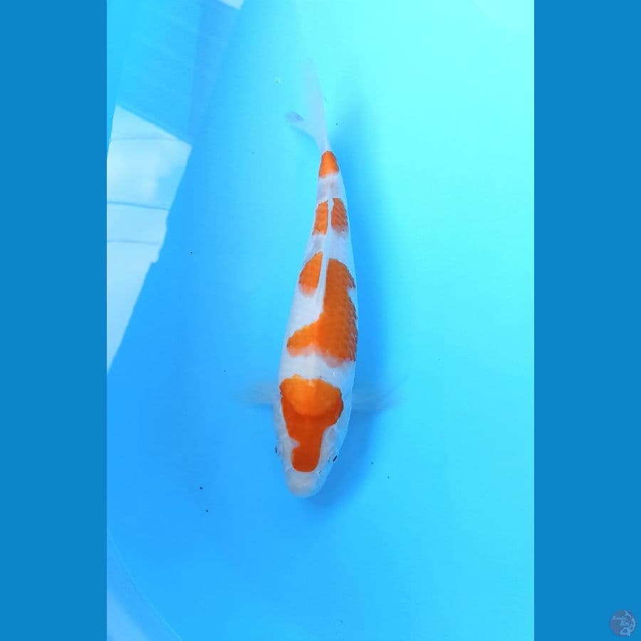Kohaku 28cm