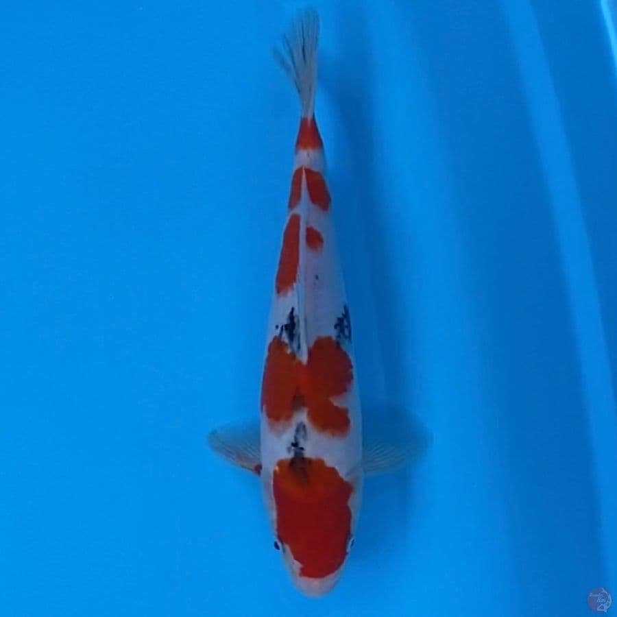 SANKE 30CM