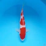 KOHAKU 31CM