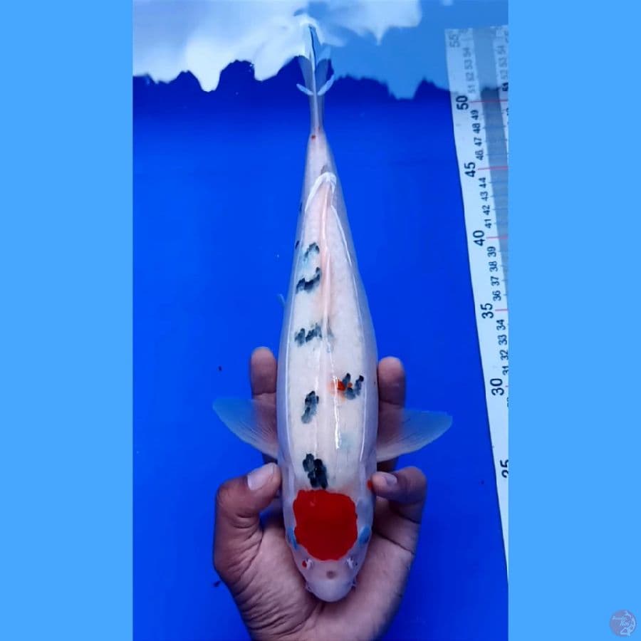 tancho sanke 32 cm