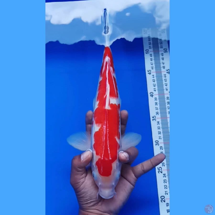 kohaku 33 cm