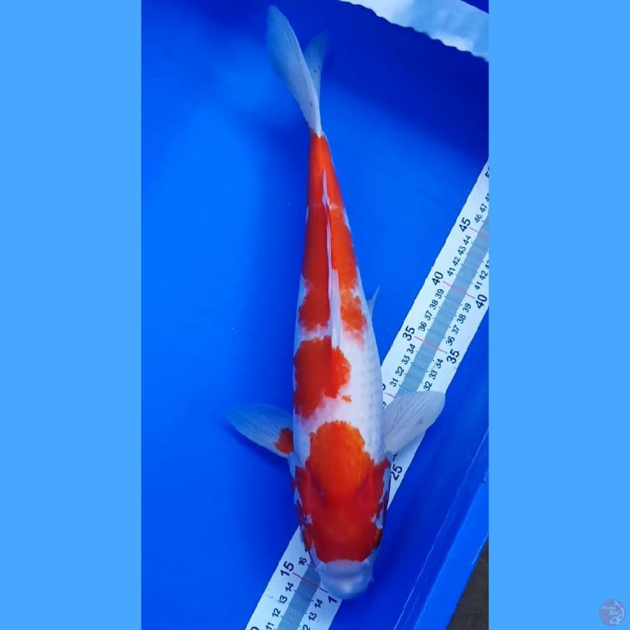 kohaku 42 cm