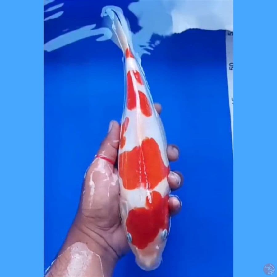 doit 29 cm