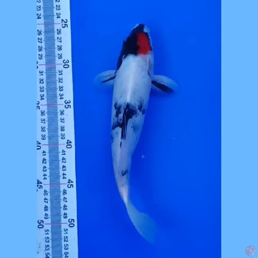 tancho 27 cm