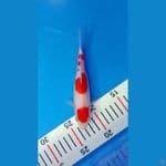 Kohaku 19cm