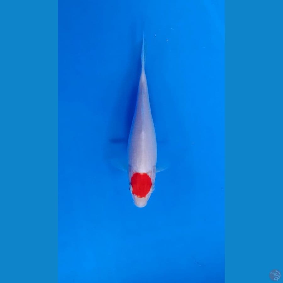 Tancho 18cm