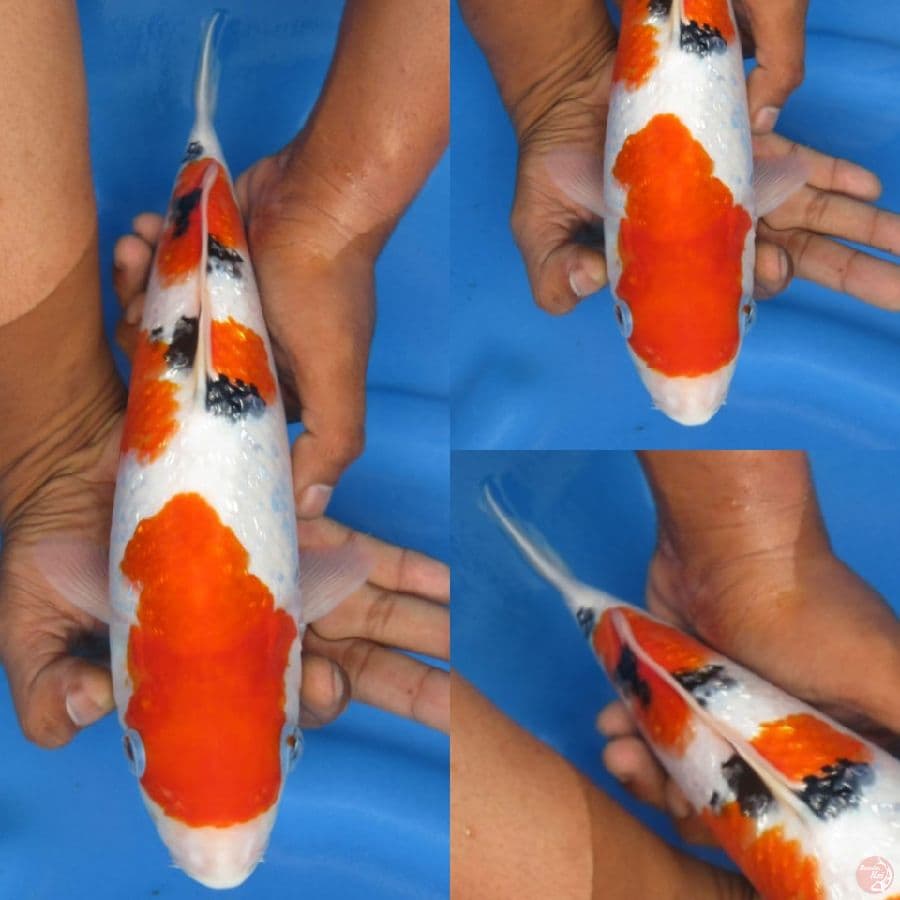 30 cm , Sanke Ginrin Male Ori