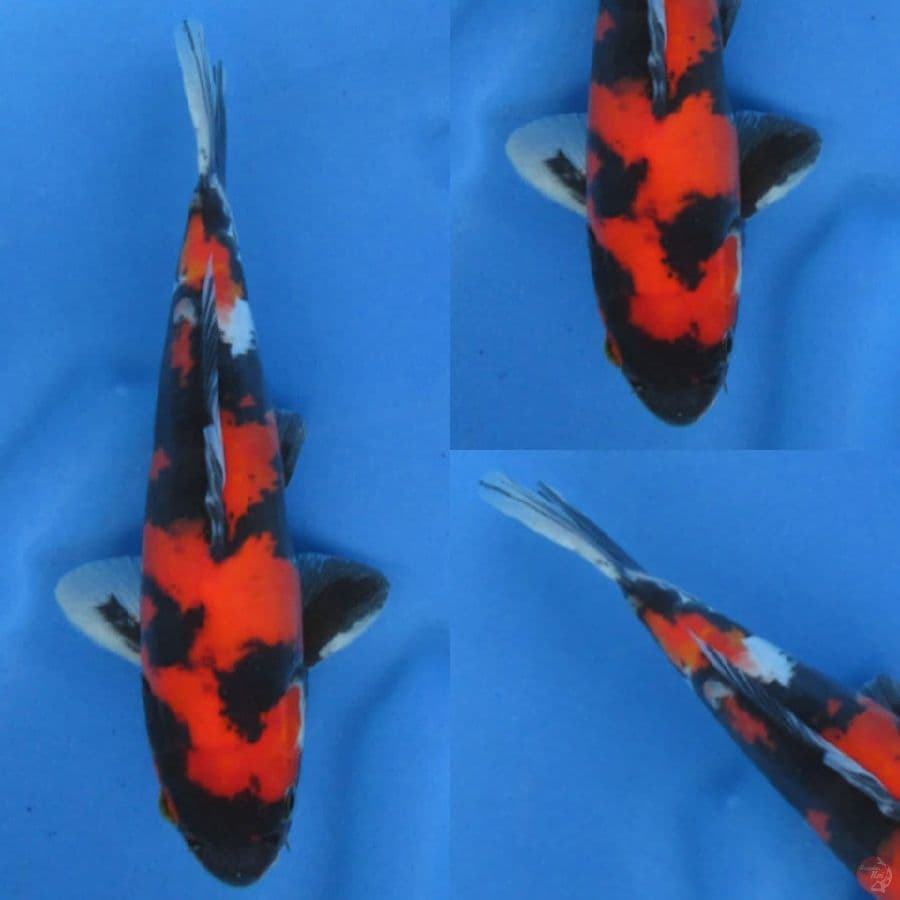 25cm , Super Red Murni Doit ,
