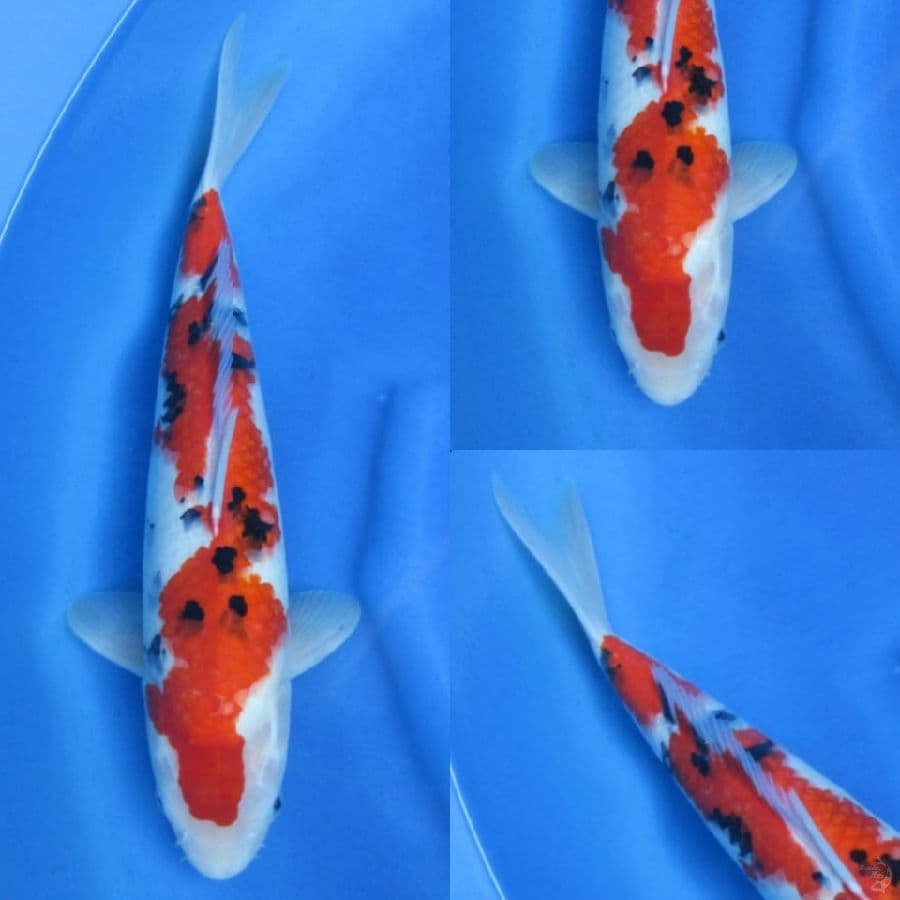 45cm , Sanke Jumbo HQ ,