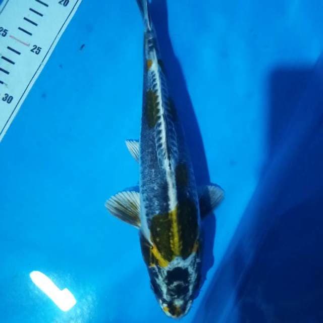 kiko