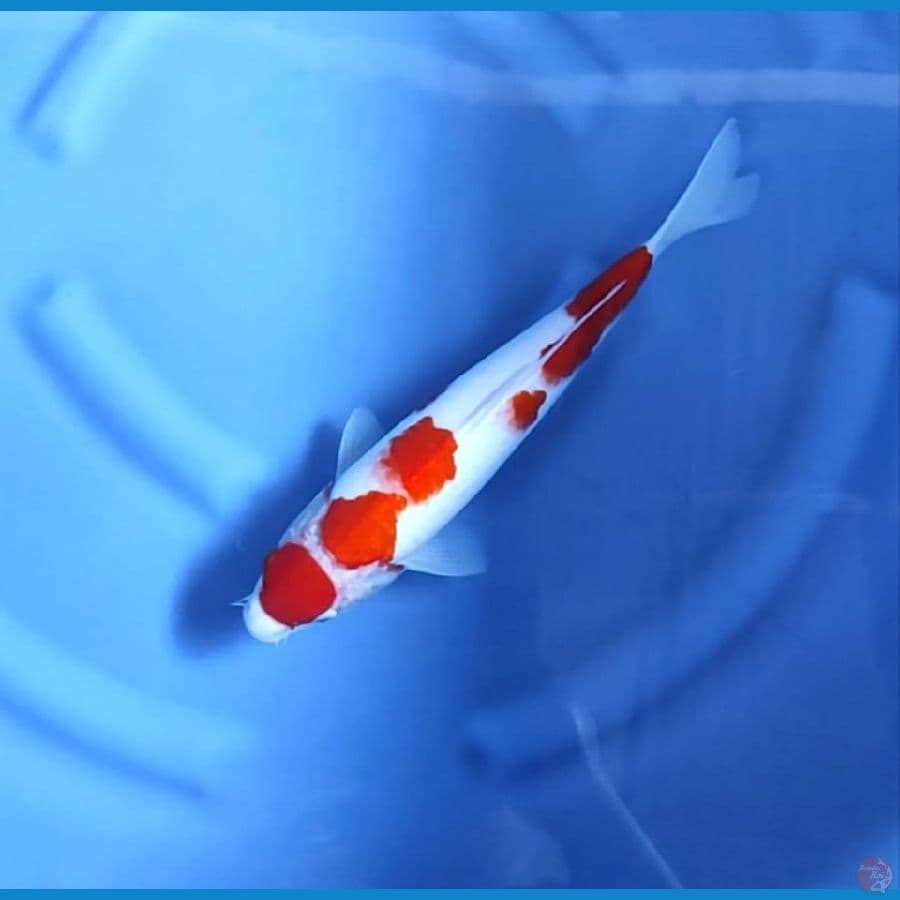 MARUTEN KOHAKU # 34CM - F