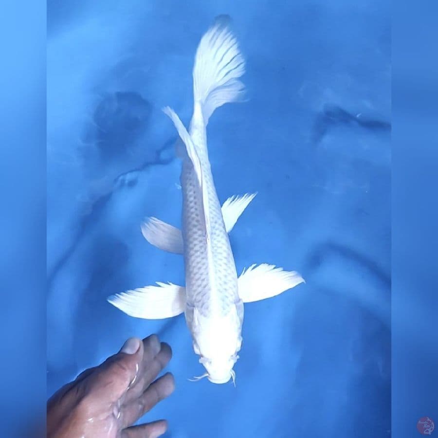 KUMPAY PLATINUM # 29CM - F