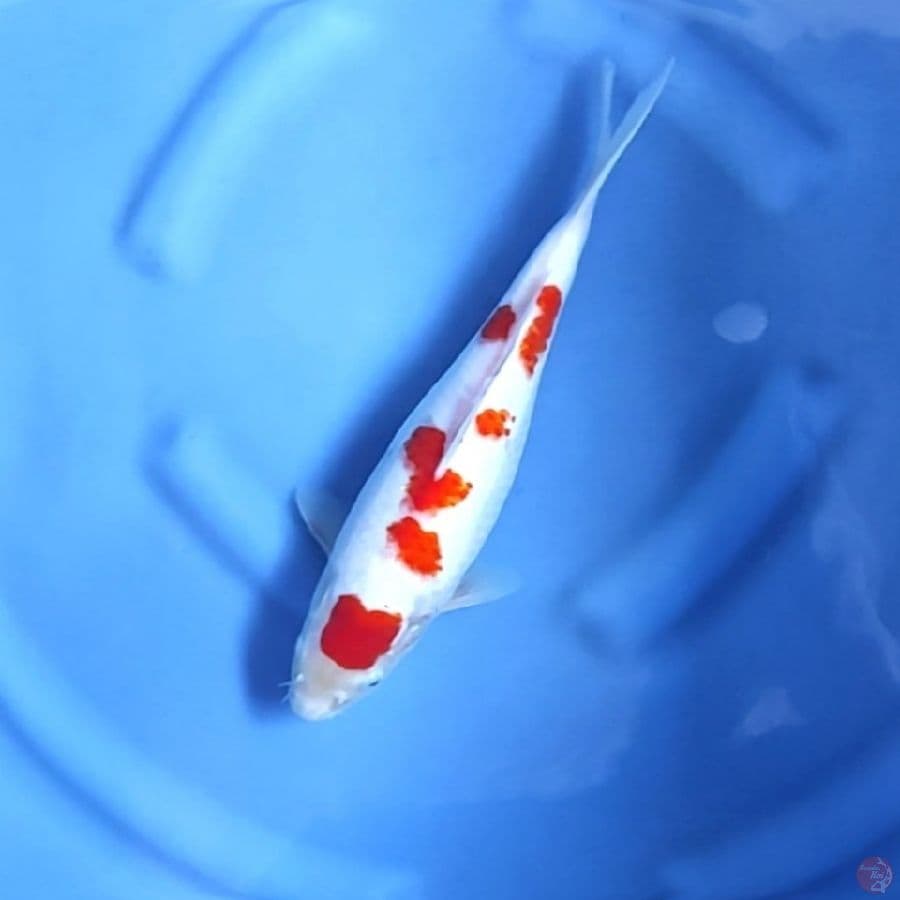 KOHAKU # 32CM - F