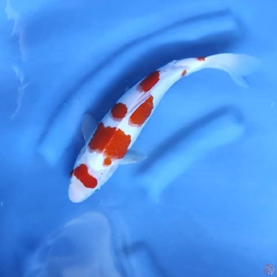 MARUTEN KOHAKU # 32CM - M