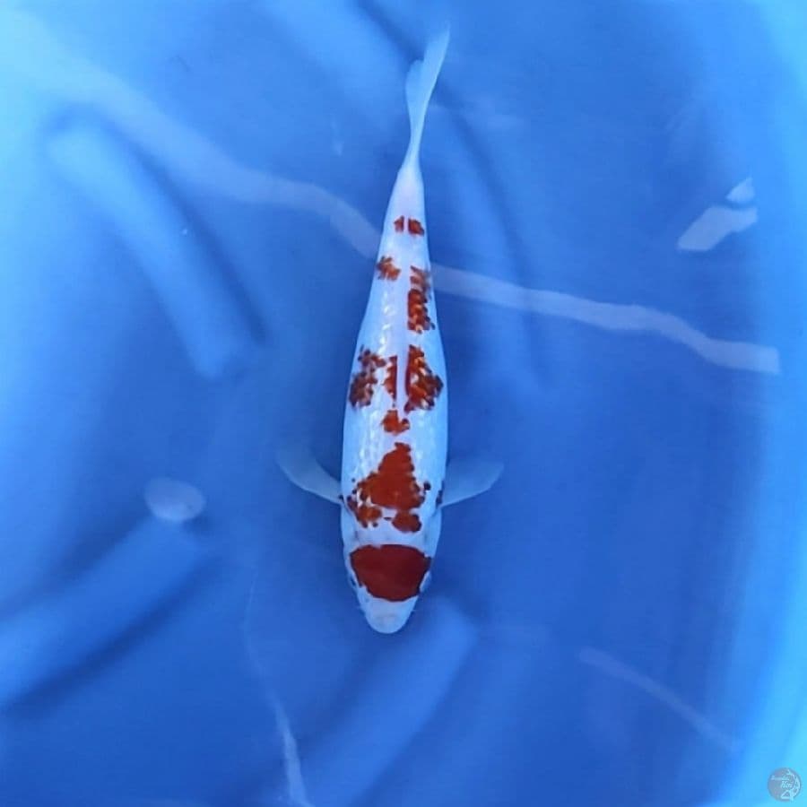 MARUTEN KOHAKU GINRIN # 30CM - F