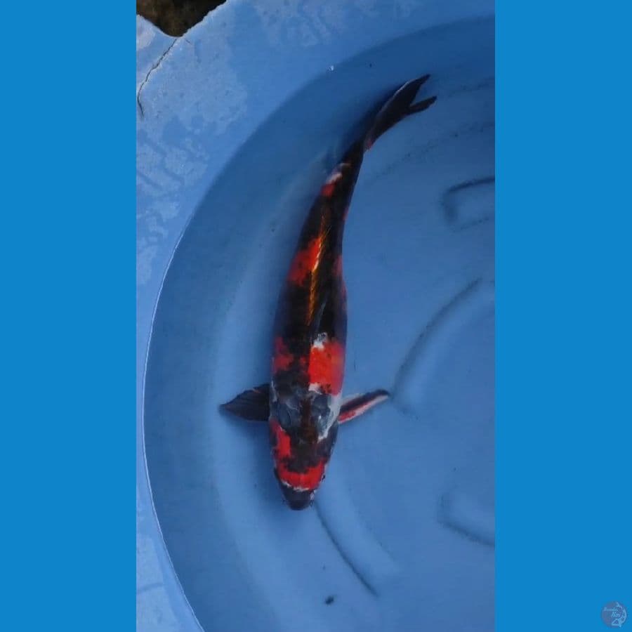 kinshowa doitsu 48cm