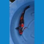 kinshowa doitsu 48cm 