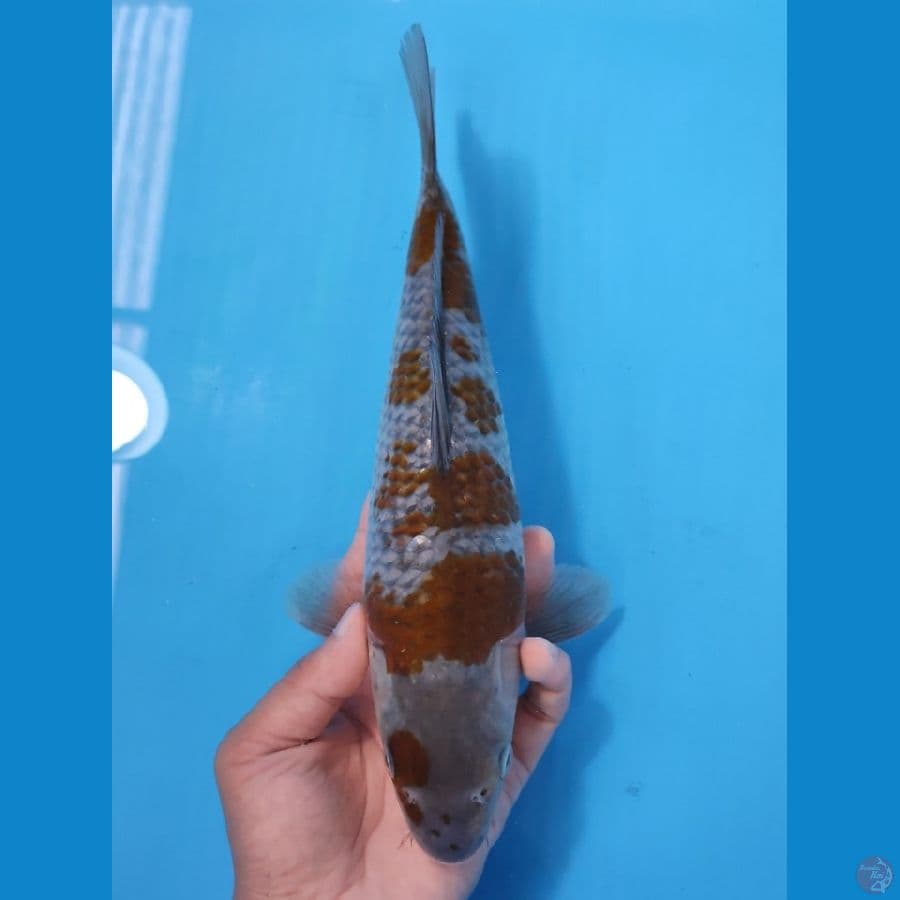 OCHIBA HQ 30CM - FEEMALE