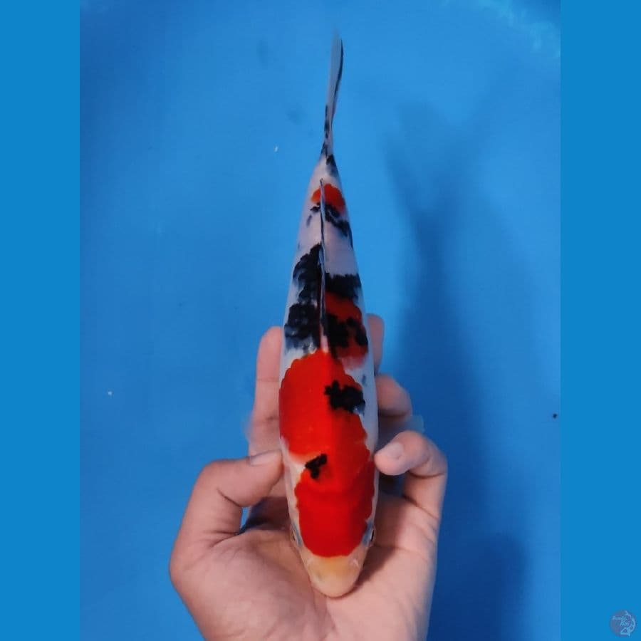 SANKE 23CM - MALE