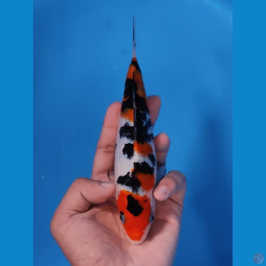 SANKE 22CM - FEEMALE 