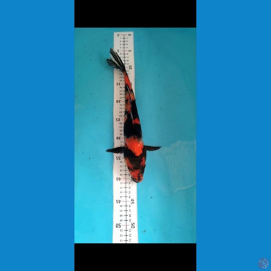 Showa 35cm Male