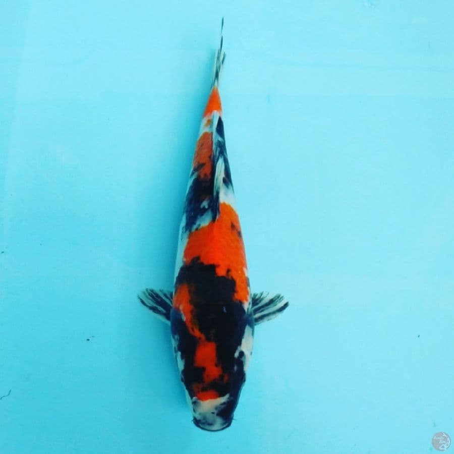 Showa..27cm
