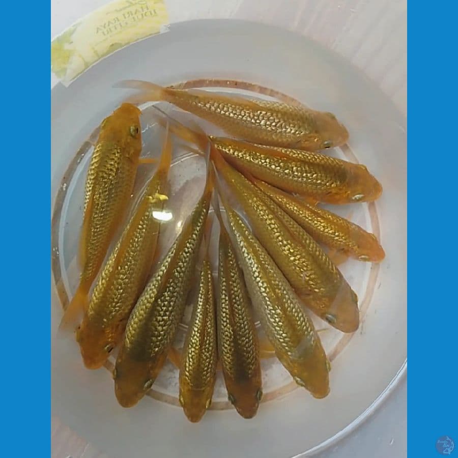 karamel ginrin 10 ekor madina
