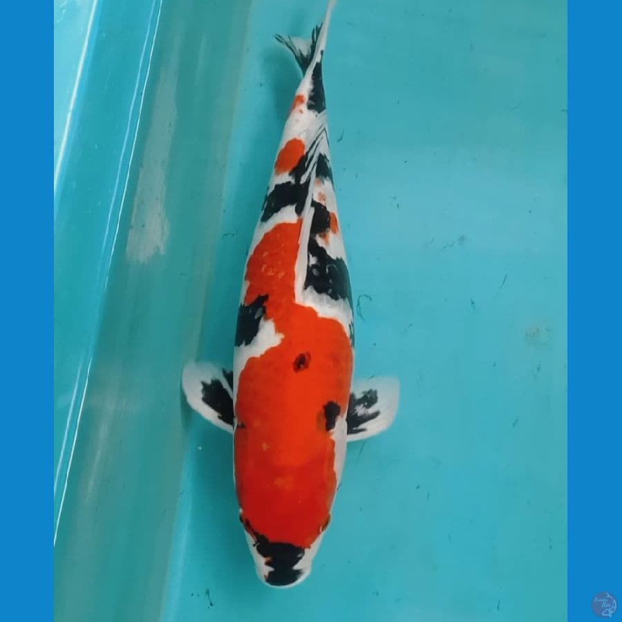 Inazuma Showa 47cm