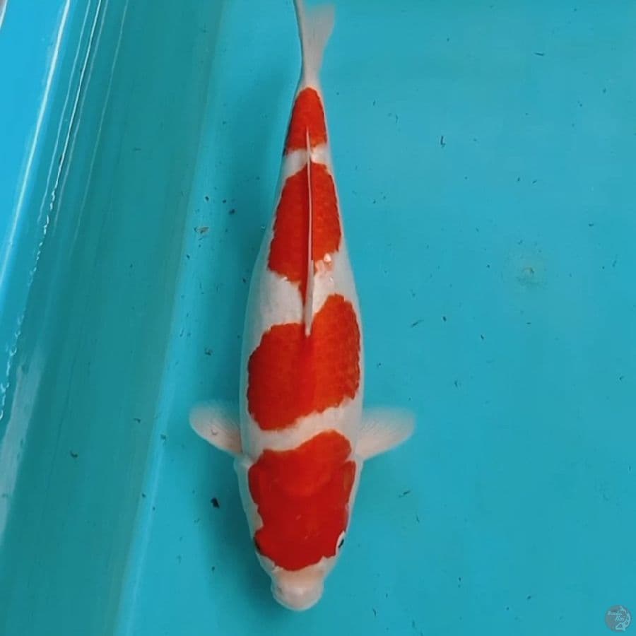 Kohaku 45BU