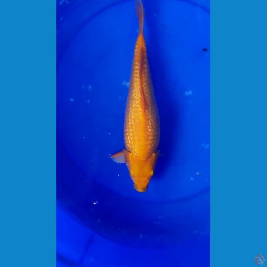 Karamel gindrin 29cm punuk