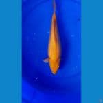 Karamel gindrin 29cm punuk