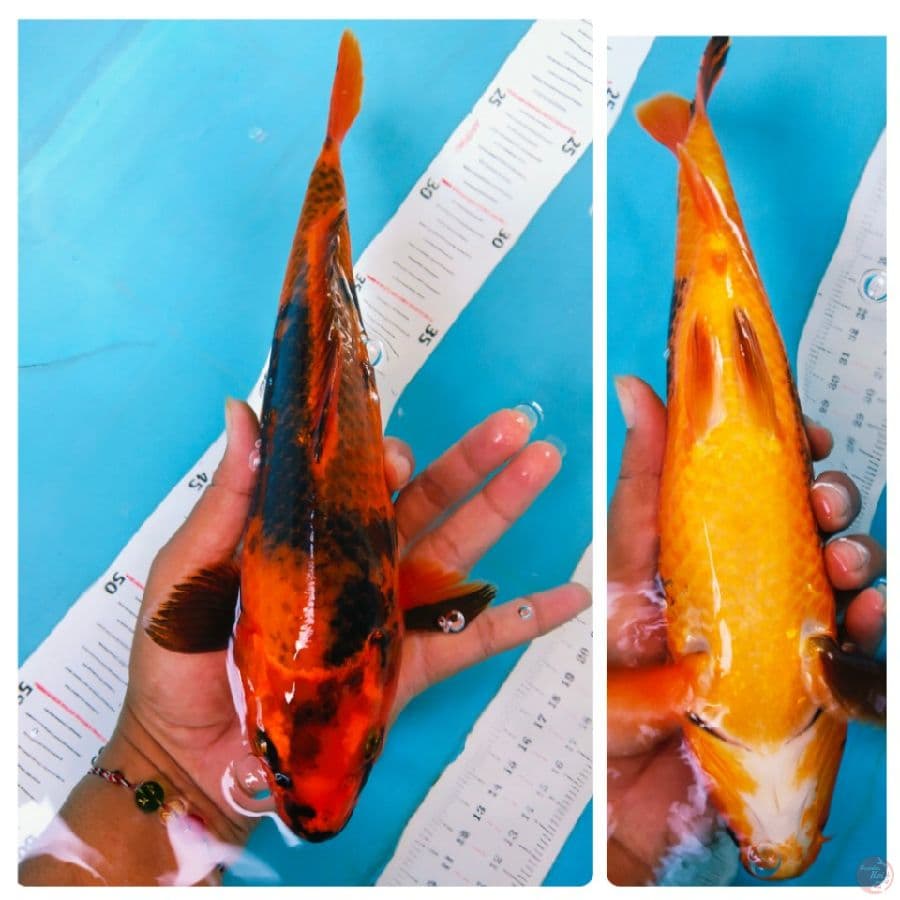 suri 26cm tembus perut