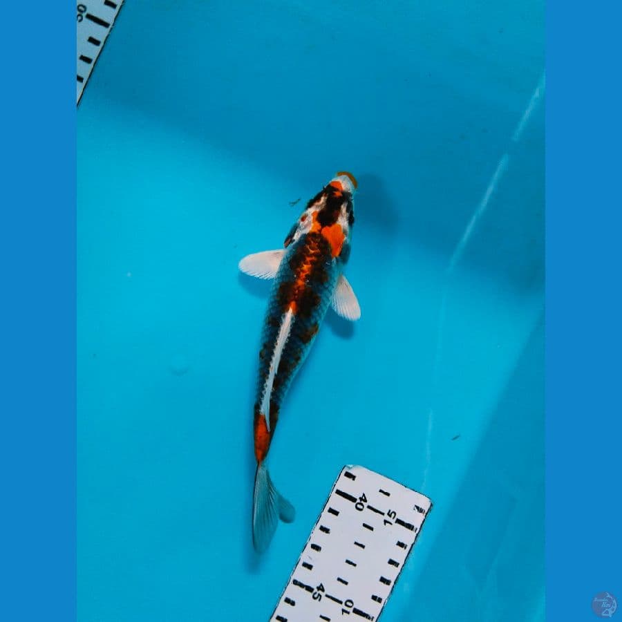 kuro 16cm