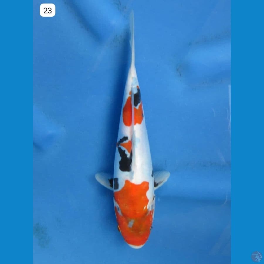 23cm - Doitsu 