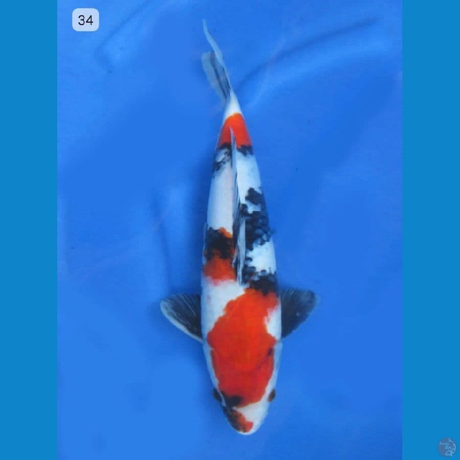 34cm - Showa