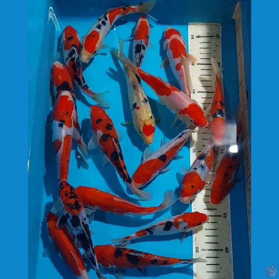 SANKE DOITSU 15-19 CM 18 EKOR PROSPECK DIBESARKAN