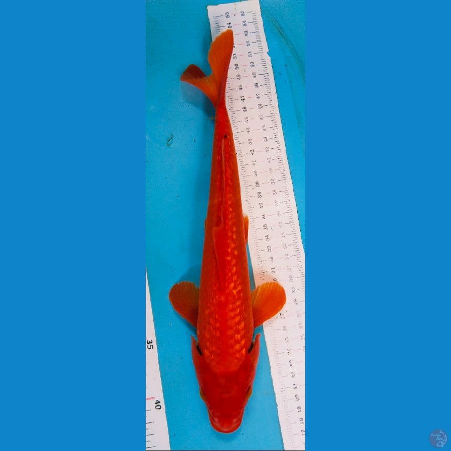 benigoi ginrin 32cm