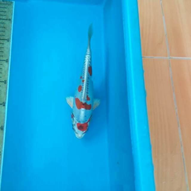 Maruten beni kikuryu