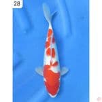 Kohaku - 28cm