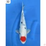 Tancho Sanke - 32cm