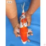 Sanke ginrin - 32cm