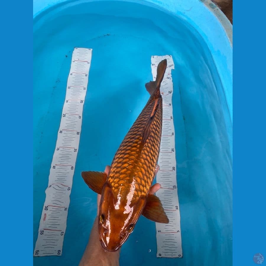 50 chagoi jantan ginrin ~F