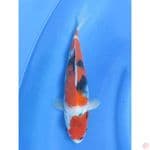 Showa - 28cm