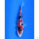 Showa doitsu - 20cm