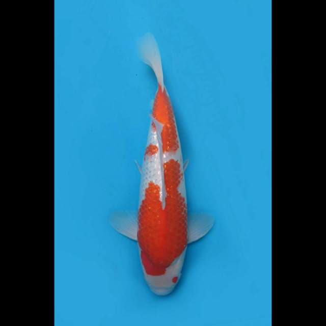 42cm fml - F1 Kohaku Full Ginrin Bulky 