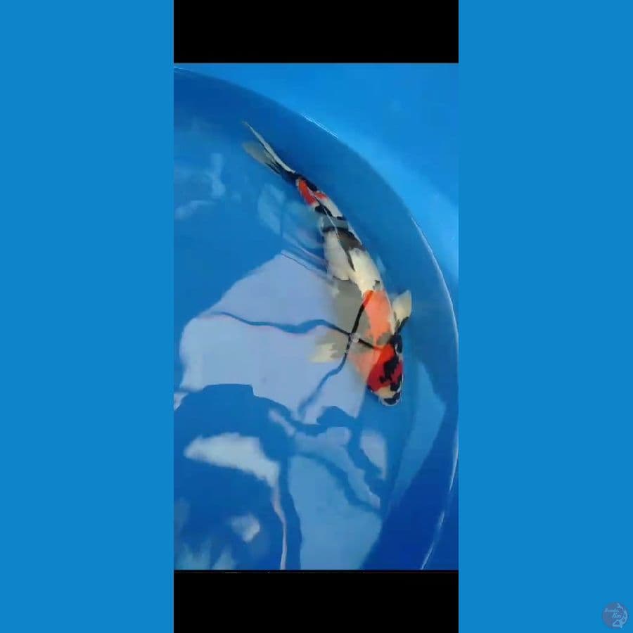 Showa Male HQ 47cm Alus